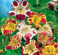 Mixed Mimulus Seeds for Planting – Organic, Heirloom, Non-GMO Flower Seeds