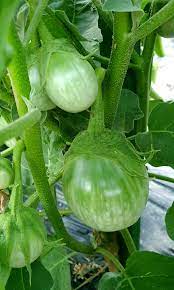 Thai Chao Phraya Eggplant Vegetable Seeds