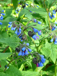 Heirloom Non-GMO Violet Symphytum Flower Seeds for Healing Herb and Pollinator Garden Planting