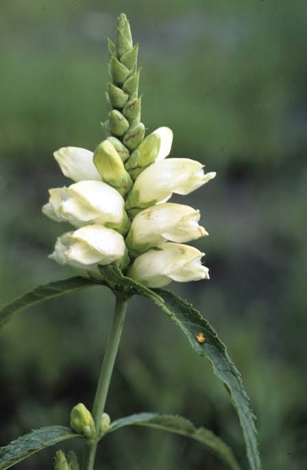 Chelone Glabra Flower Seeds – Heirloom Non-GMO Seeds for Moist and Shade Garden Planting