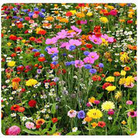 Mix Apple Blossom Flower Seeds for Planting - 100 pcs
