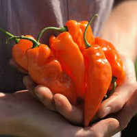 Habanada Pepper Vegetable Seeds