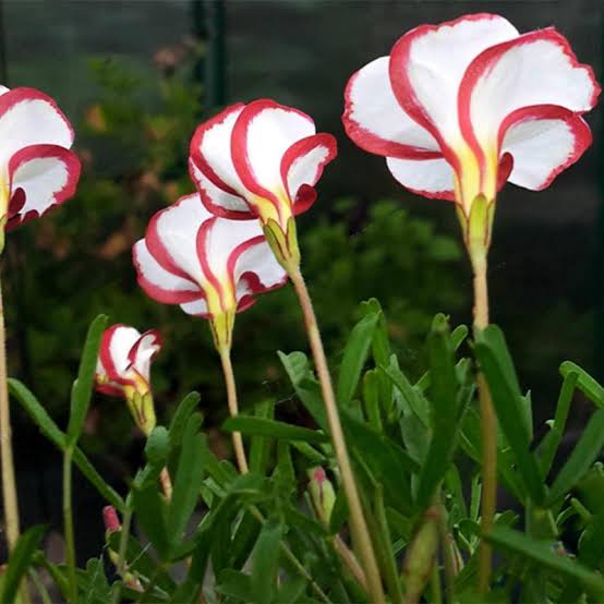 Candy Cane Sorrel Flower Seeds for Planting NON GMO Seeds