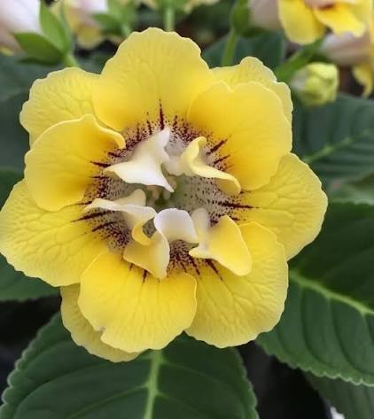 Heirloom Non-GMO Yellow Gloxinia Flower Seeds for Garden Planting – Bright Tropical Blooms