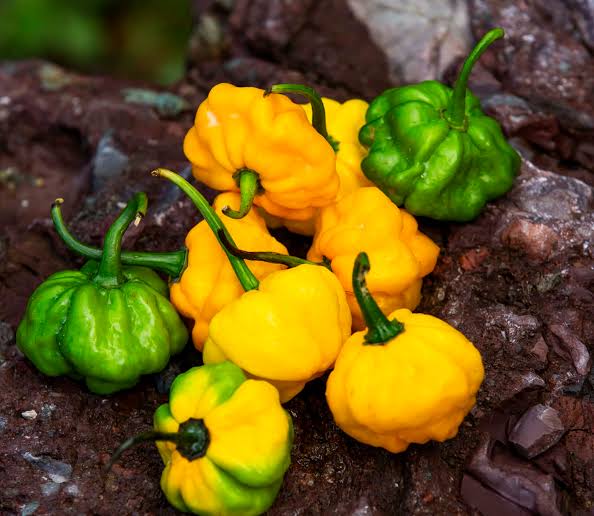 Jamaican Scotch Bonnet Pepper Seeds for Planting heirloom & Non-GMO Seeds