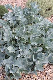Crambe Maritima Vegetable Seeds