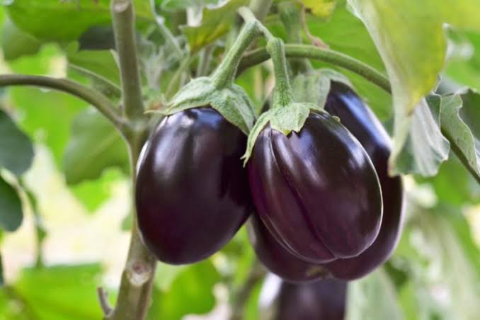 Eggplant vegetable seeds heirloom & Non-GMO Seeds