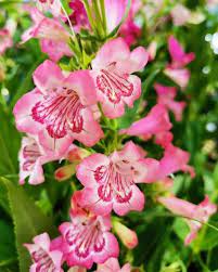 Organic Pink Penstemon Strictus Flower Seeds for Planting ƒ?? Heirloom, Non-GMO