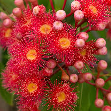 Pink Corymbia Ficifolia Flower Seeds 100 Pcs pcs