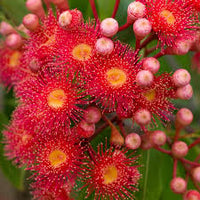 Pink Corymbia Ficifolia Flower Seeds 100 Pcs pcs