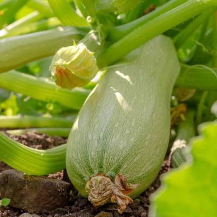 Bianco Di Trieste Zucchini Seeds for Planting - 100 Pcs pcs