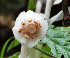 Monotropa Uniflora Indian Pipe Flower Seeds for Planting â€“ Unique, Non-GMO, Heirloom Seeds for planting in home garden
