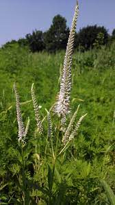 White Culver's Root Plant Seeds for Garden Borders and Landscaping ? Fresh Herb for Your Garden