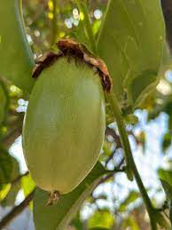 Jambo Passion Fruit Seeds for Planting – Heirloom & Non-GMO Seeds