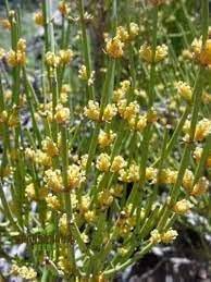Yellow Mormon Tea Seeds – Aromatic & Unique-Heirloom & Non-GMO Seeds for planting – Fresh Herb for Your Garden