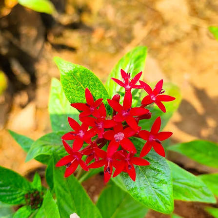 Pentas Flower Seeds – Heirloom Non-GMO Star-Shaped Blooms for Butterfly-Friendly Garden Planting