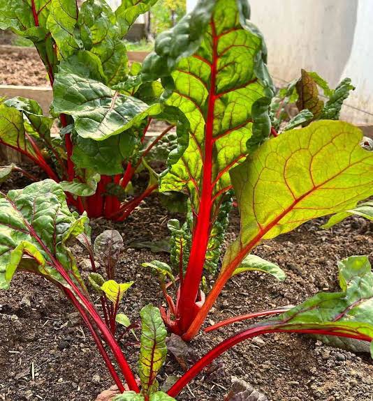 Red Swiss chard with green leaves and colorful red stems
