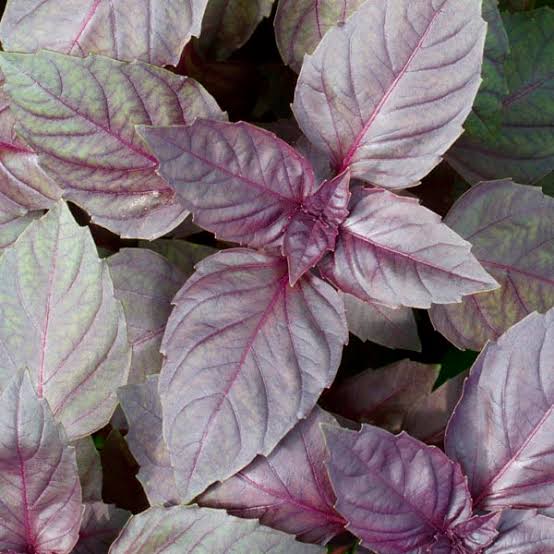 Close-up of red basil leaves with vibrant purple-green tones.
