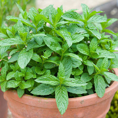 Healthy peppermint herb plug plants ready for planting in a garden.
