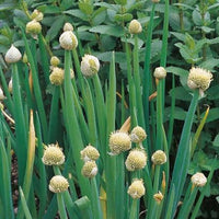 Welsh onion plants thriving in a raised outdoor garden bed.


