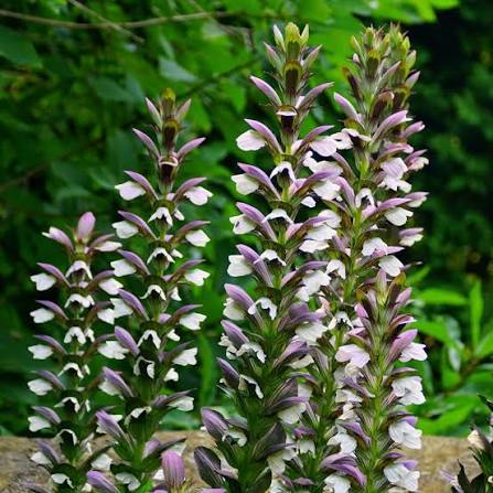 Acanthus Mollis Flower Seeds for Planting, Heirloom, Non-GMO, 100 pcs
