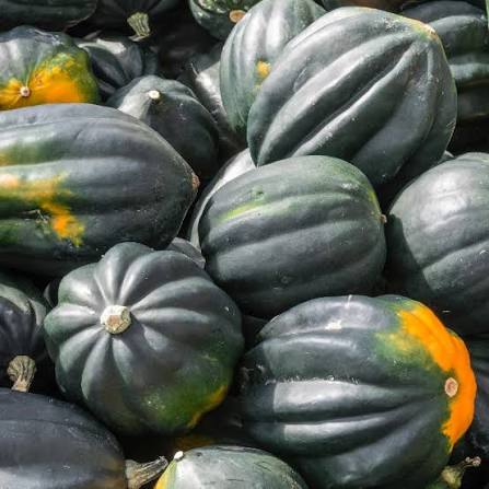 Table King Bush Acorn Squash Seeds for Planting - heirloom & Non-GMO Garden Seeds