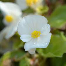 White Begonia Flower Seeds – Heirloom, Non-GMO Seeds for Planting Elegant Garden Blooms