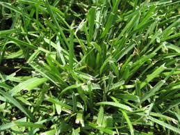 Finesse Kentucky Bluegrass Seed