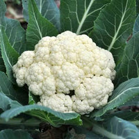 Self Blanching Cauliflower Seeds for Planting heirloom & Non-GMO Seeds