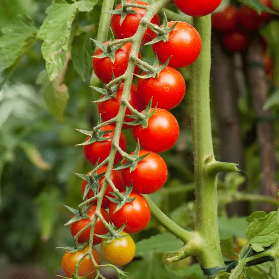 Rapunzel Tomato Seeds for Planting heirloom & Non-GMO Seeds