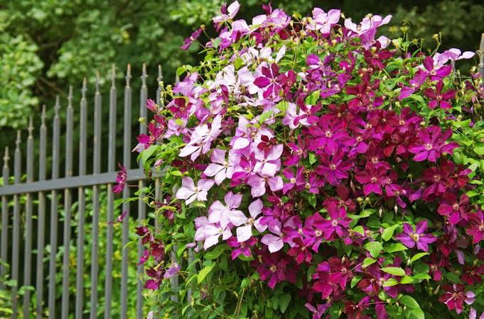 Clematis flowers growing on a garden trellis

