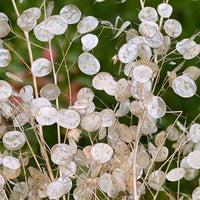Silver Dollar Money Plant with decorative seed pods and blooms