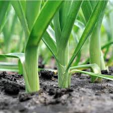 Leek plants growing in fertile soil under full sun

