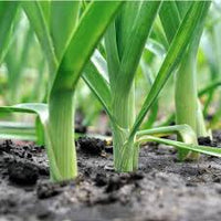 Leek plants growing in fertile soil under full sun

