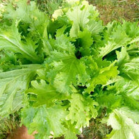 Old Fashioned Mustard Green Seeds – Heirloom Leafy Greens for Home Garden