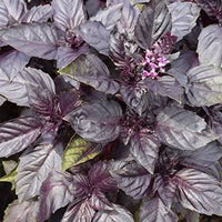 Red basil plants displayed in an outdoor container garden.

