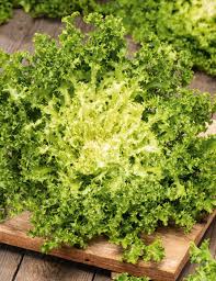 Green Yellow Endive Seeds for Planting - Healthy Vegetable