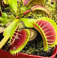 Green with Red Venus Flytrap ? Live Carnivorous Plant | Exotic Insect-Eating Houseplant