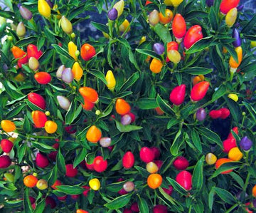 Prairie Fire chili pepper plant with colorful peppers growing outdoors
