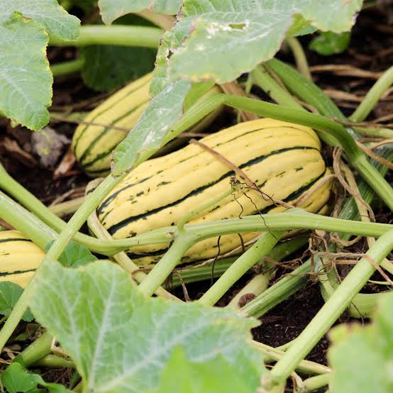 Organic Delicata Squash Seeds for Planting - heirloom & Non-GMO Garden Seeds