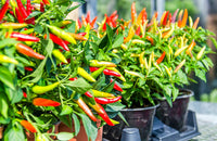 Chilli plant growing from seeds with green leaves and peppers.