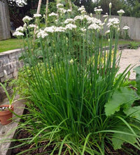 Close-up of garlic chive plants with slender green leaves.
