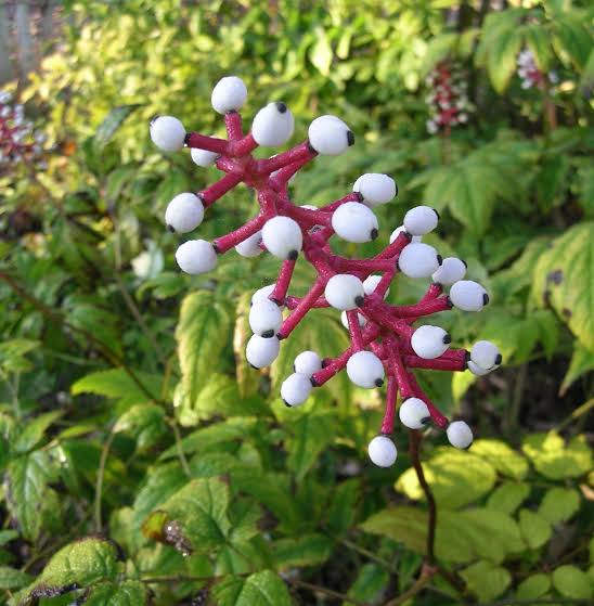 Actaea Pachypoda Flower Seeds – Heirloom Non-GMO Seeds for Unique Woodland Garden Planting