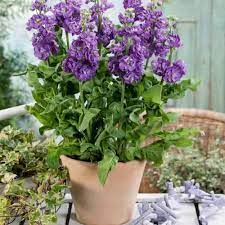 Heirloom Non-GMO Matthiola Flower Seeds for Planting – Fragrant Stock Garden Blooms