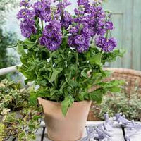 Heirloom Non-GMO Matthiola Flower Seeds for Planting – Fragrant Stock Garden Blooms