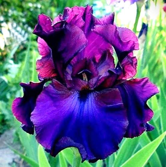 Colorful iris flower plants growing along a landscaped garden border.
