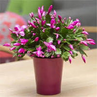 Purple Schlumbergera Flower Seeds for Planting - 100 Pcs pcs