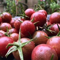 Chocolate Cherry Heirloom Tomato Seeds for Planting – Non-GMO Cherry Tomato Vegetable Seeds