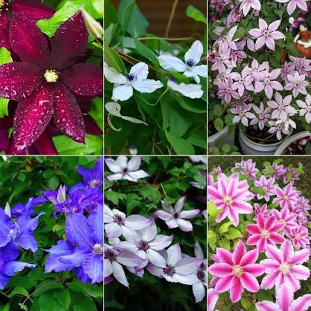 Clematis vine with colorful flowers growing in a garden
