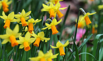 Daffodil and Narcissus bulbs ready for planting in UK gardens